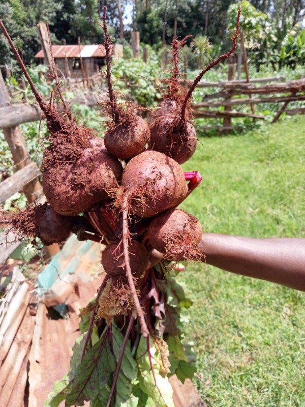 Beetroot from Kenya